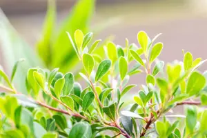 Arctostaphylos uva-ursi - P9 - image 3
