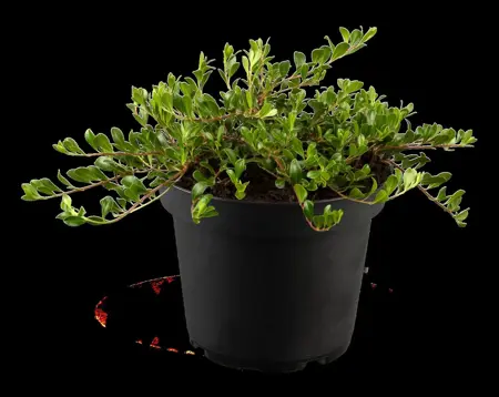 Arctostaphylos uva-ursi - P9 - image 4