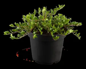Arctostaphylos uva-ursi - P9 - image 4