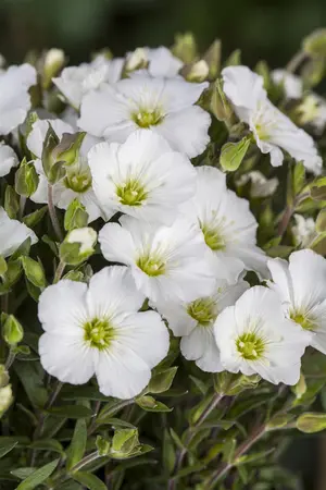 Arenaria mon. 'Ronda' - P9 - image 5