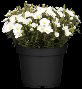 Arenaria mont. 'Blizzard'