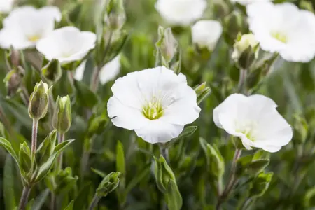 Arenaria montana - P9 - image 3