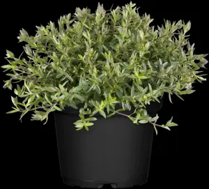 Arenaria montana - 2 Ltr pot - image 2