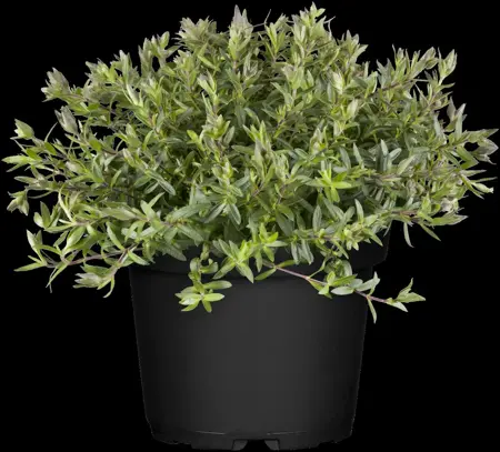 Arenaria montana - P9 - image 2