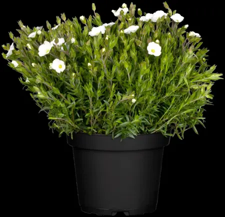 Arenaria montana - 2 Ltr pot - image 4
