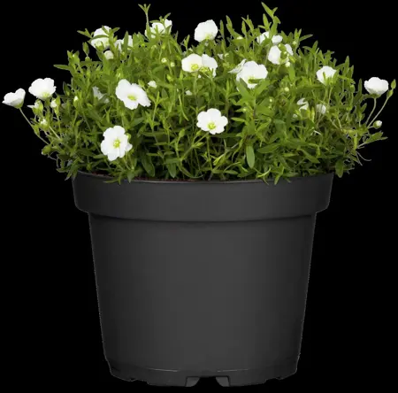 Arenaria montana - 2 Ltr pot - image 5