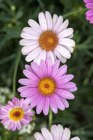 ARGYRANTHEMUM ANGELIC/EVEREST/LOLLIES 1L - image 3