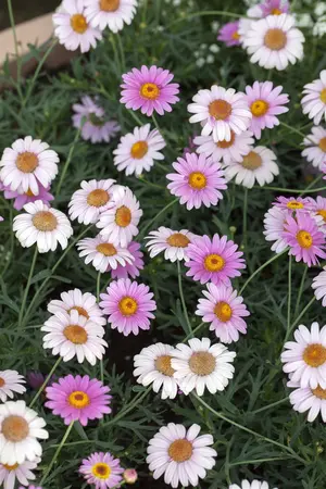 ARGYRANTHEMUM ANGELIC/EVEREST/LOLLIES 1L - image 4