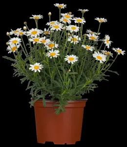 ARGYRANTHEMUM ANGELIC EVEREST