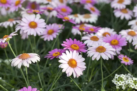 ARGYRANTHEMUM ANGELIC/EVEREST/LOLLIES 1L - image 2
