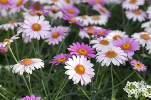 ARGYRANTHEMUM ANGELIC/EVEREST/LOLLIES 1L - image 2