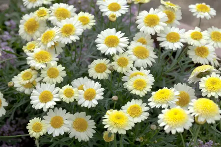 ARGYRANTHEMUM ANGELIC/EVEREST/LOLLIES 1L - image 5
