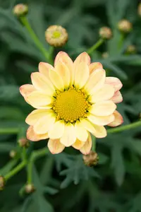 ARGYRANTHEMUM ARAMIS APRICOT 2L - image 2