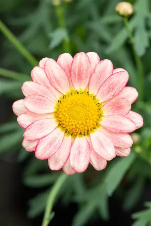 ARGYRANTHEMUM ARAMIS APRICOT 2L - image 3