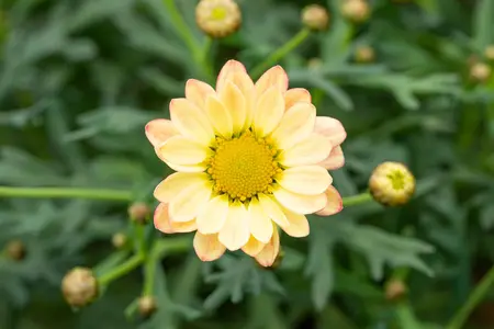 ARGYRANTHEMUM ARAMIS APRICOT 2L - image 1