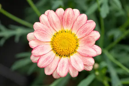 ARGYRANTHEMUM ARAMIS APRICOT 2L - image 4