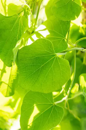 Aristolochia macrophylla - 2 Ltr, 3 canes - image 2