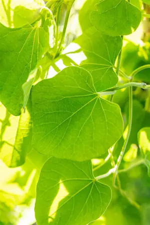 Aristolochia macrophylla - 2 Ltr pot - image 2