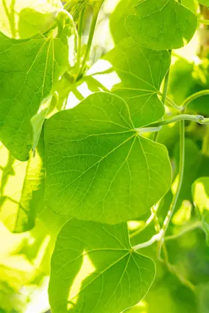 Aristolochia macrophylla - C2, single cane (60 cm) - image 1