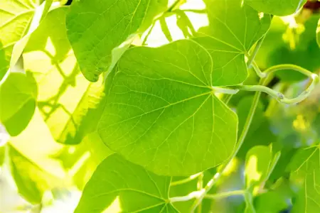 Aristolochia macrophylla - 2 Ltr, 3 canes - image 3