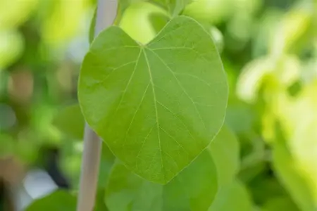 Aristolochia macrophylla - 2 Ltr, 3 canes - image 4