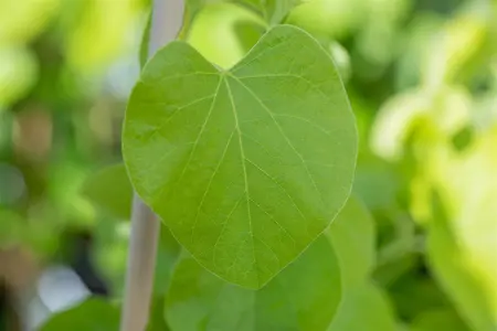 Aristolochia macrophylla - 2 Ltr pot - image 4