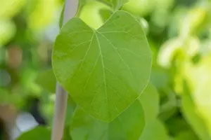 Aristolochia macrophylla - 200-250 CM C15 - image 4