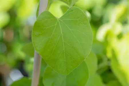 Aristolochia macrophylla - 200-250 CM C20 3 CANE - image 3