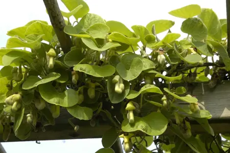 Aristolochia macrophylla - 60-80 CM C2 - image 1