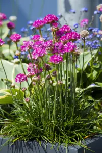 Armeria mar. 'Abbey Deep Rose'