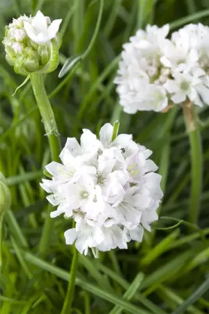 Armeria mar. 'Abbey White' - 5 Ltr pot - image 1