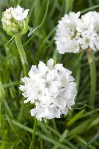 Armeria mar. 'Abbey White'