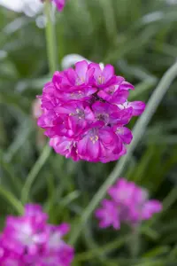 Armeria mar. 'Abbey White' - 5 Ltr pot - image 2