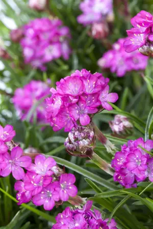 Armeria mar. 'Abbey White' - 5 Ltr pot - image 5