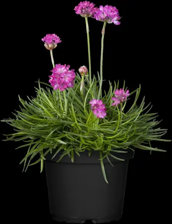 Armeria mar. 'Abbey White' - 5 Ltr pot - image 3