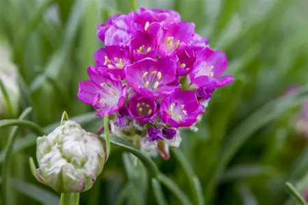 Armeria mar. 'Abbey White' - 2 Ltr pot - image 5