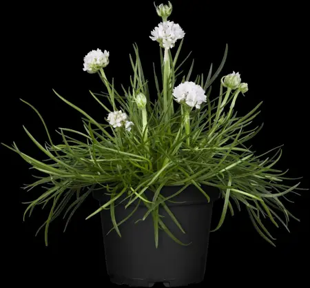 Armeria mar. 'Abbey White' - P9 - image 4