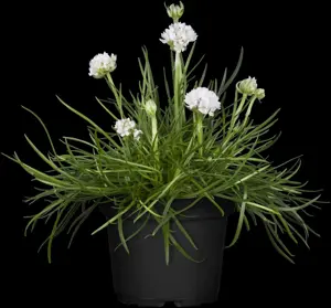 Armeria mar. 'Abbey White' - P11 - image 4