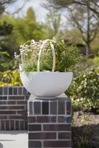 Armeria mar. 'Alba'