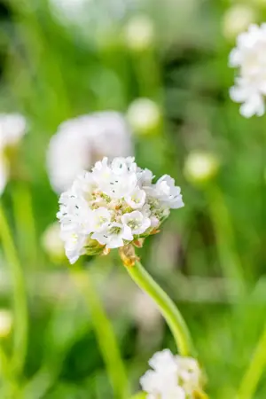Armeria mar. 'Alba' - 1.5 Ltr pot - image 5