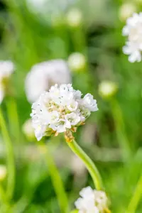 Armeria mar. 'Alba' - 1.5 Ltr pot - image 5
