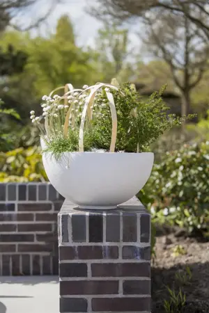 Armeria mar. 'Alba' - P9 - image 1
