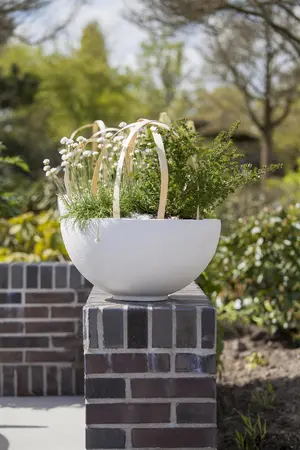 Armeria mar. 'Alba' - LINERS 24 CEL TRAY P9 SIZE - image 1