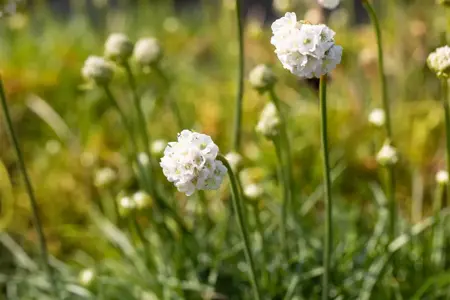 Armeria mar. 'Alba' - 1.5 Ltr pot - image 3