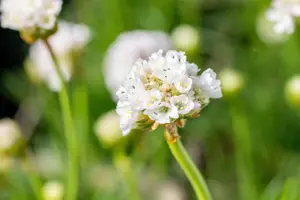 Armeria mar. 'Alba' - 1.5 Ltr pot - image 4