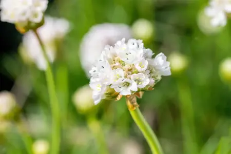 Armeria mar. 'Alba' - P9 - image 4
