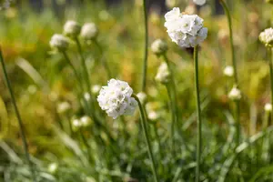 Armeria mar. 'Alba' - LINERS 24 CEL TRAY P9 SIZE - image 3