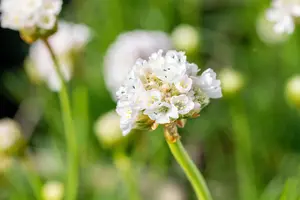Armeria mar. 'Alba' - LINERS 24 CEL TRAY P9 SIZE - image 4