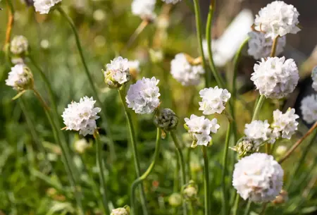 Armeria mar. 'Alba' - 1.5 Ltr pot - image 2