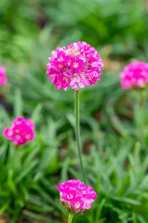 Armeria mar. 'Dusseldorfer Stolz' - PLUG/CELGROWN 100 CEL TRAY - image 3